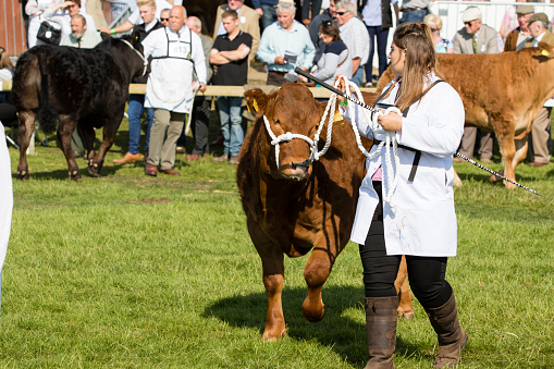 Harrogate, North Yorkshire, UK - July 15, 2015: Harrogate, North Yorkshire, UK. 15th July, cow being judged at the Great Yorkshire Show 15th July, 2015 at Harrogate in North Yorkshire,  England
