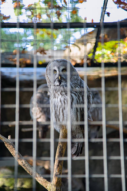 Owl in a cage stock photo