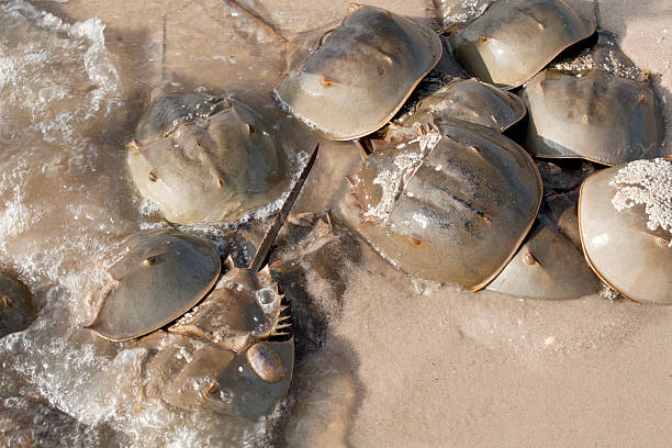 skrzypłocz (limulus polyphemus - crustace zdjęcia i obrazy z banku zdjęć