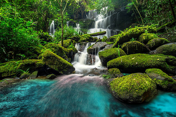 belle cascade dans la forêt verte dans la jungle - waterfall photos et images de collection