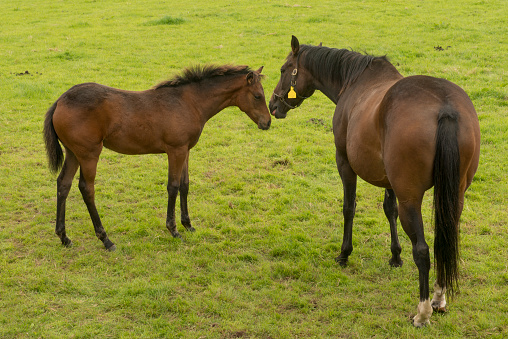Mare and new born foal in field