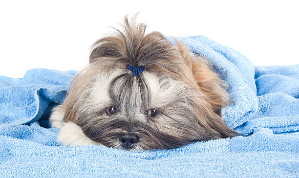istock Funny puppy with towel 489385346