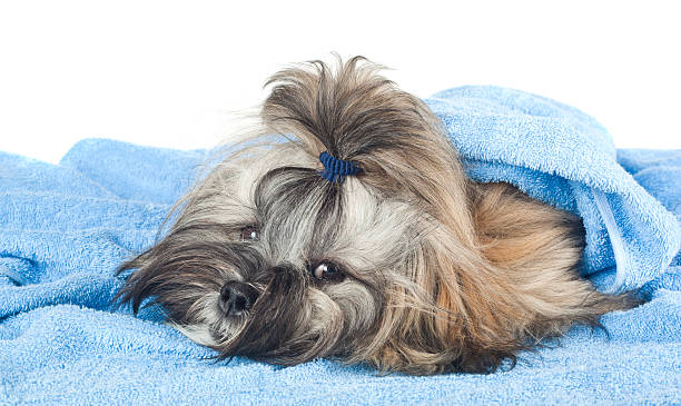 istock Funny puppy with a blue towel 489385952