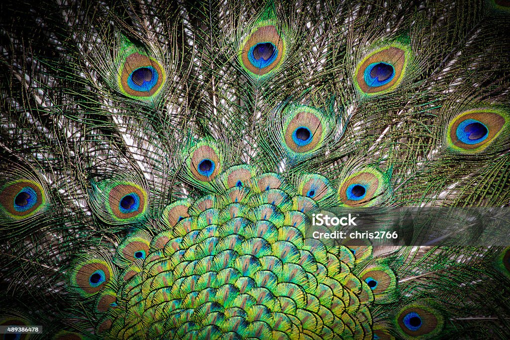 peacock Portrait of beautiful peacock showing feathers 2015 Stock Photo