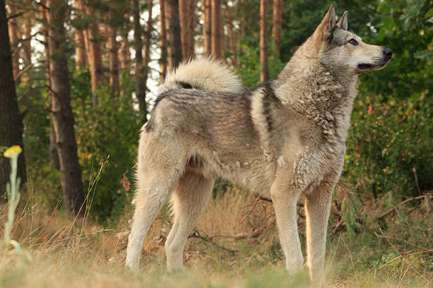 istock Grey dog in wood 489386916