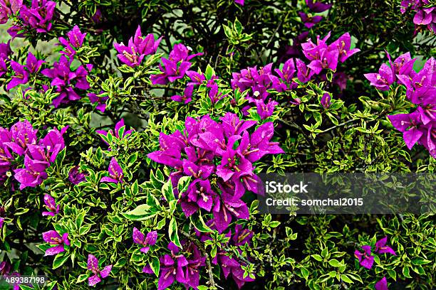 Pink Flower With Leaves Beautiful Paper Flower Stock Photo - Download Image Now - 2015, Azalea, Botany