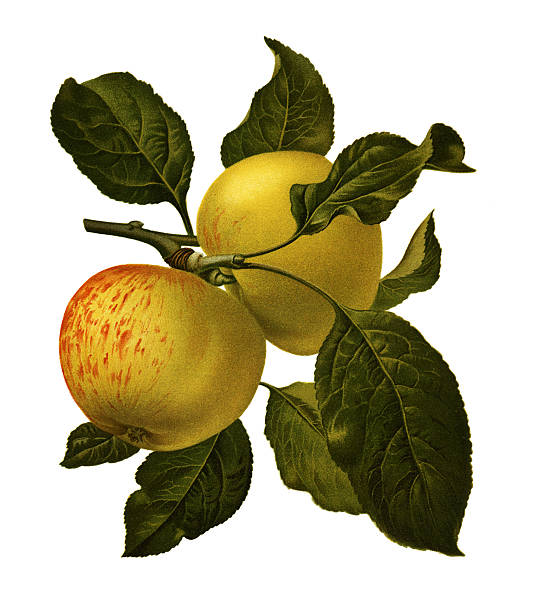 apple - illustration and painting engraving old fashioned engraved image stock illustrations