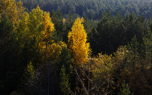 yellowed trees among the coniferous forest in the rays of lightyellowed trees among the coniferous forest in the rays of lightyellowed trees among the coniferous forest in the rays of light