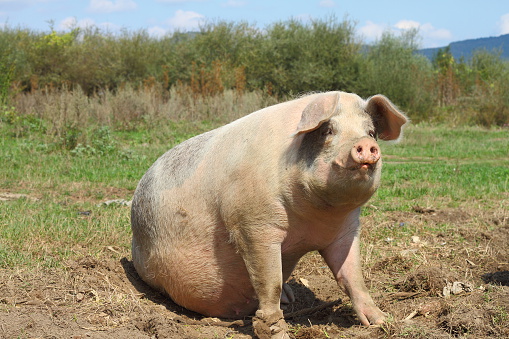 big white sow standing on meadow near the farm