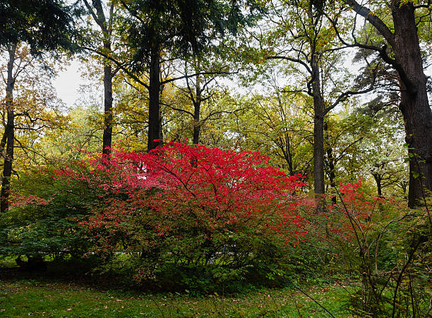 hermoso otoño bush euonymus crimson bien iluminada. - burning bush fotografías e imágenes de stock