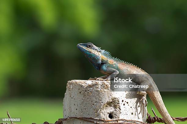 กิ้งก่าไทย ภาพสต็อก - ดาวน์โหลดรูปภาพตอนนี้ - การถ่ายภาพ - ภาพ, การฟัก ... กิ้งก่าไทย ภาพสต็อก - ดาวน์โหลดรูปภาพตอนนี้ - การถ่ายภาพ - ภาพ, การฟัก ...