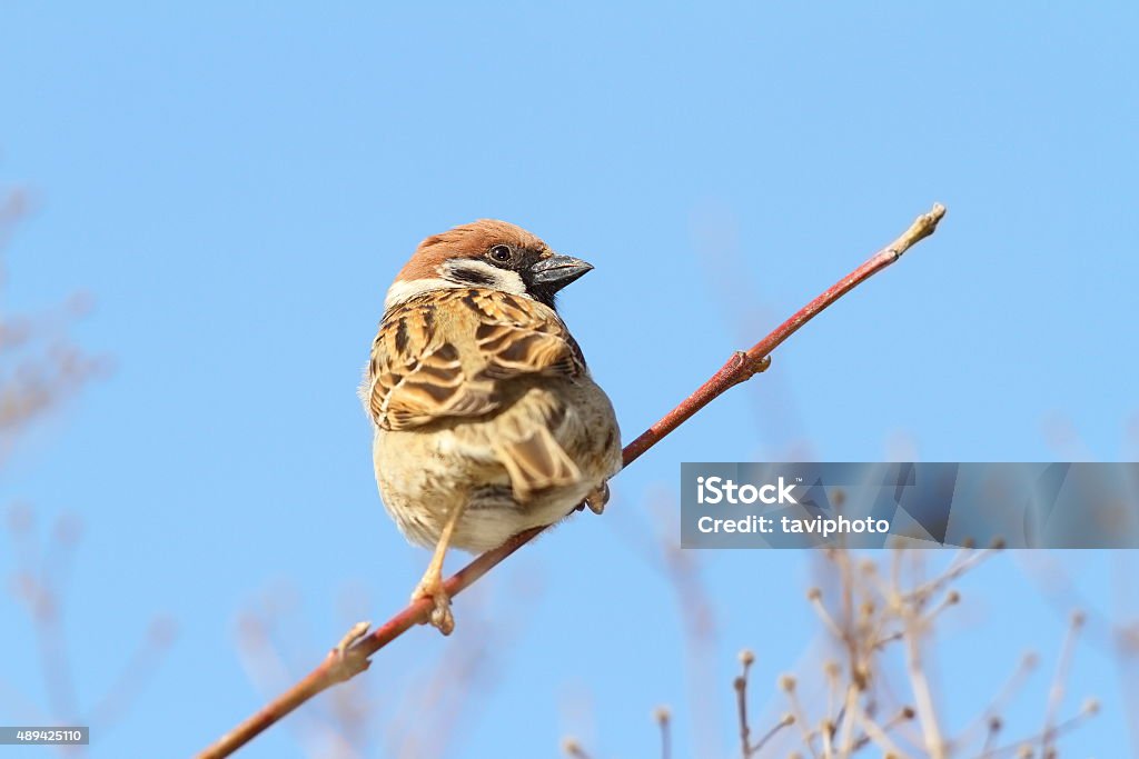 male sparrow on twig over blue sky male house sparrow ( Passer domesticus ) perched on twig over blue sky background 2015 Stock Photo