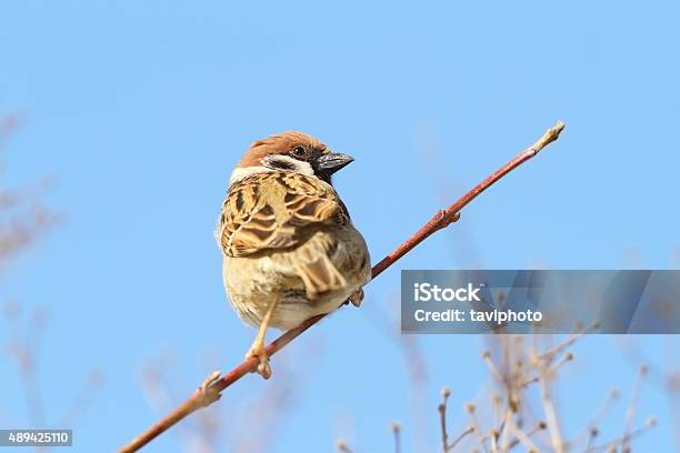 Male Sparrow On Twig Over Blue Sky Stock Photo - Download Image Now - 2015, Animal, Animal Wildlife