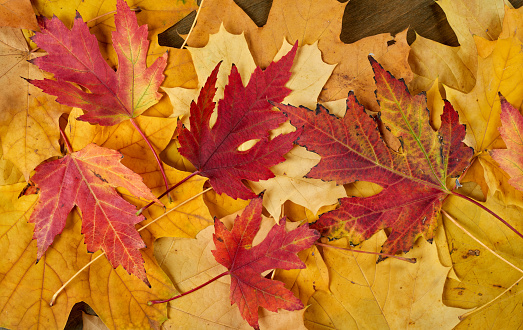 colorful autumn maple leaves as background