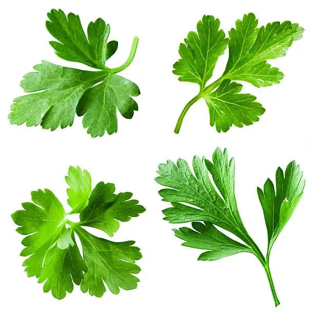 Parsley isolated on white background. Collection