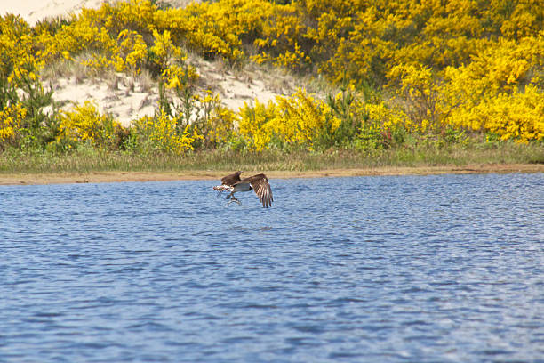 osprey peixe dunas de areia honeymoon park oregon scotch broom - honeymoon - fotografias e filmes do acervo