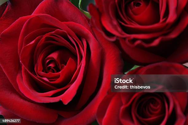 33 Red Roses Three Red Roses Stock Photo - Download Image Now - Beauty In Nature ...