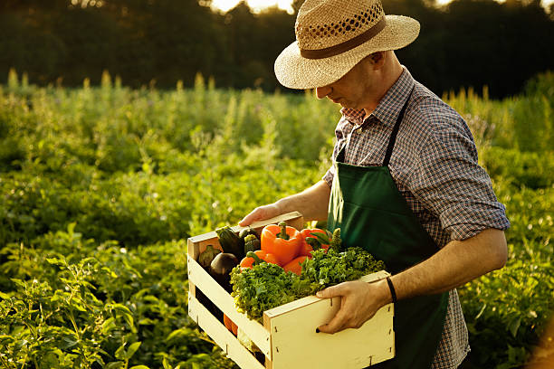 istock Farmer carrying full box of just gathered organic vegetable 489426593