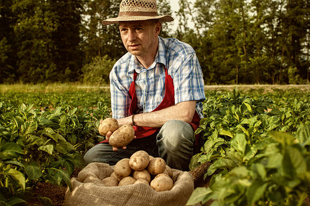 istock farmer looking his potato harvest at field row 489426619