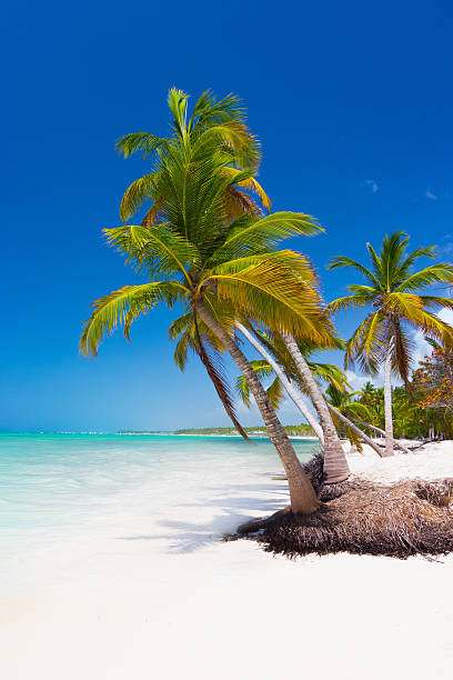 istock Tropical paradise - palm trees on white sand beach 489426826