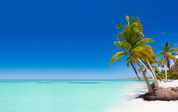 plage exotique en république dominicaine - mer des caraïbes photos et images de collection