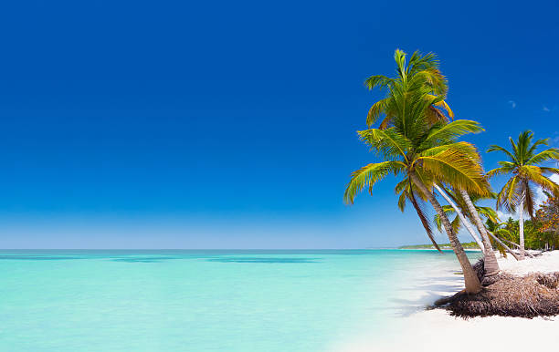 spiaggia tropicale, repubblica dominicana - mar dei caraibi foto e immagini stock