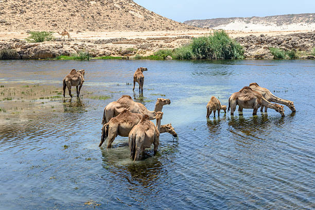 panoramic view of camels near little oasis in sunlit desert
