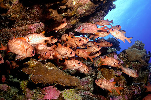 istock SOLDIERFISH / myripristis sp 489426980