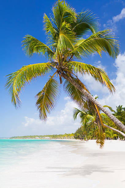 istock Tropical paradise - palm trees on white sand beach 489427104