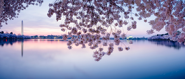 Spring cherry blossoms frame the Washinton Monument and Jefferson Memorial in the early morning in Washington, DC.