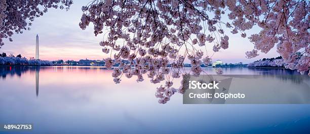 Cherry Blossoms Frame The Washington Monument And Jefferson Memorial Xxxl Stock Photo - Download Image Now