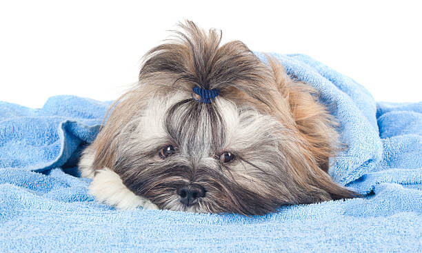 istock Funny puppy with a blue towel 489427422