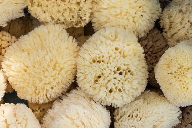 Natural sea sponges for sale Natural sea sponges for sale at a street market - Image taken in Rhodes, Greece. sponge bath sponge nature animal stock pictures, royalty-free photos & images