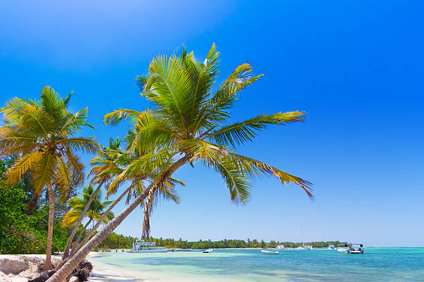istock Tropical beach in Dominican Republic 489427554