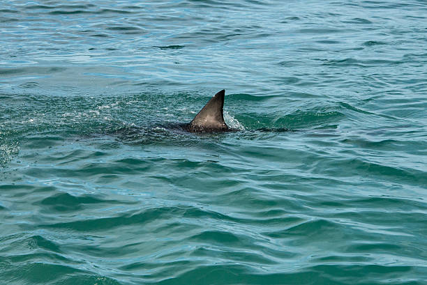 Shark end A  great white shark's fin showing above the water animal fin photos stock pictures, royalty-free photos & images