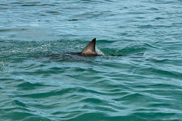 Shark end A  great white shark's fin showing above the water shark stock pictures, royalty-free photos & images