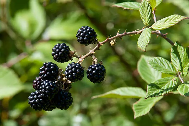 a bunch of blackberries on a bramble