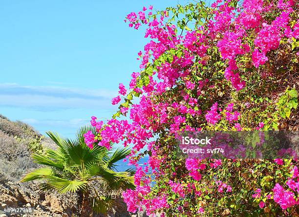 Blooming Bougainvillea And Palm Trees Stock Photo - Download Image Now - 2015, Atlantic Islands, Backgrounds