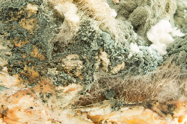 Moldy pork fat close up.