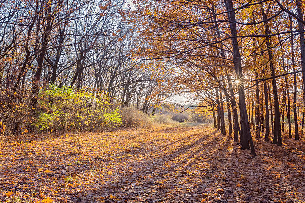 istock Autumnal Park. Autumn Trees and Leaves 489428484