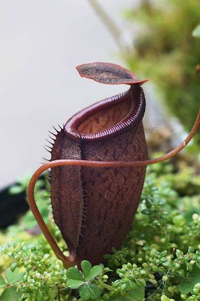 nepenthes planta pitcher - nepenthales fotografías e imágenes de stock