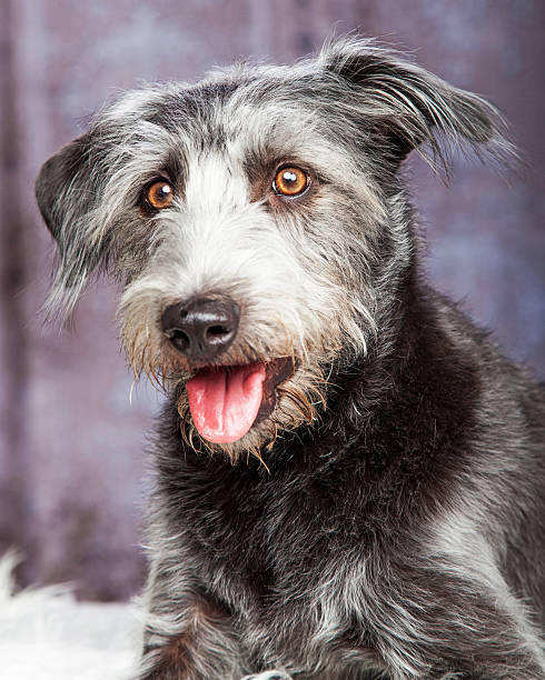 istock Closeup Happy Scruffy Crossbreed Dog Grey 489429934