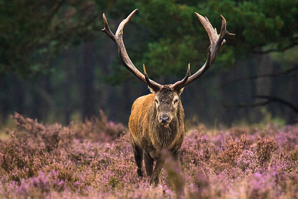 istock Male red deer rutting 489429952