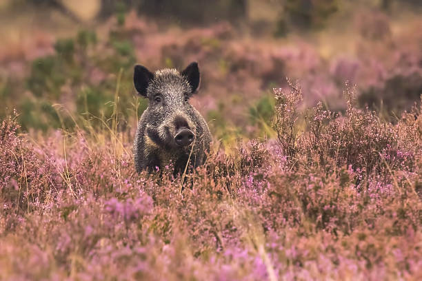 Wild boar in blooming heather A wild boar, swine or pig (Sus scrofa) foraging in a field with purple heather blooming with a forest on the background.. National park Hoge Veluwe, the Netherlands Europe. gelderland photos stock pictures, royalty-free photos & images