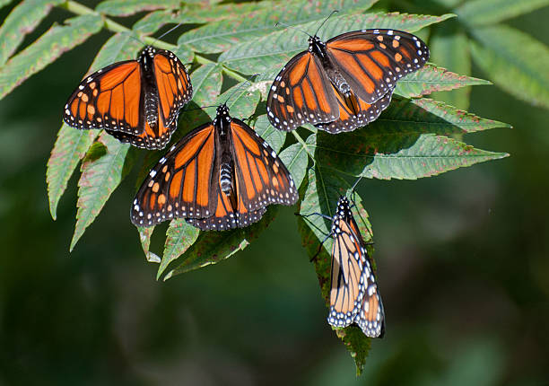 Four Monarch Butterflies Sunbathing on a Branch During the fall migration, hundreds of monarch butterflies could be seen on Whiskey Island in Cleveland, Ohio on September 13, 2015. sunning butterfly stock pictures, royalty-free photos & images