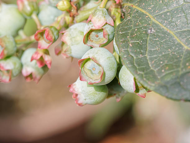 istock Macro of unripe blueberry in nature 489430338