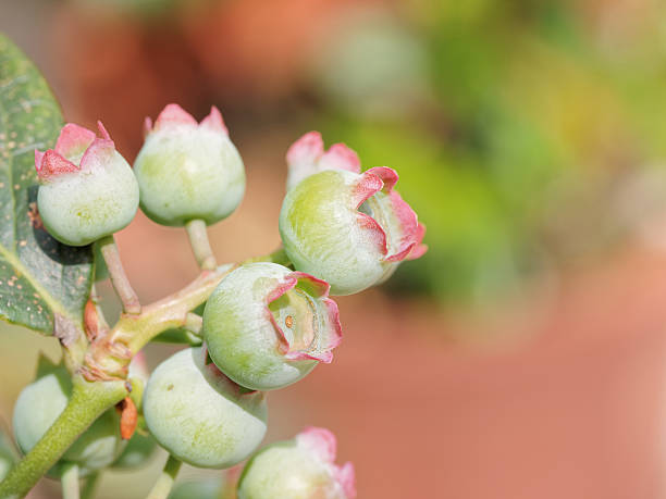 istock Macro of unripe blueberry in nature 489430396