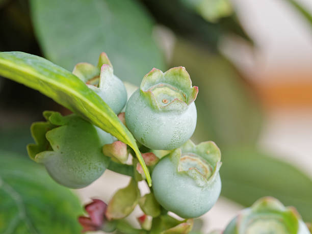 istock Macro of unripe blueberry in nature 489430572