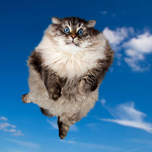 istock Funny Fat cat flying in the sky 489430608