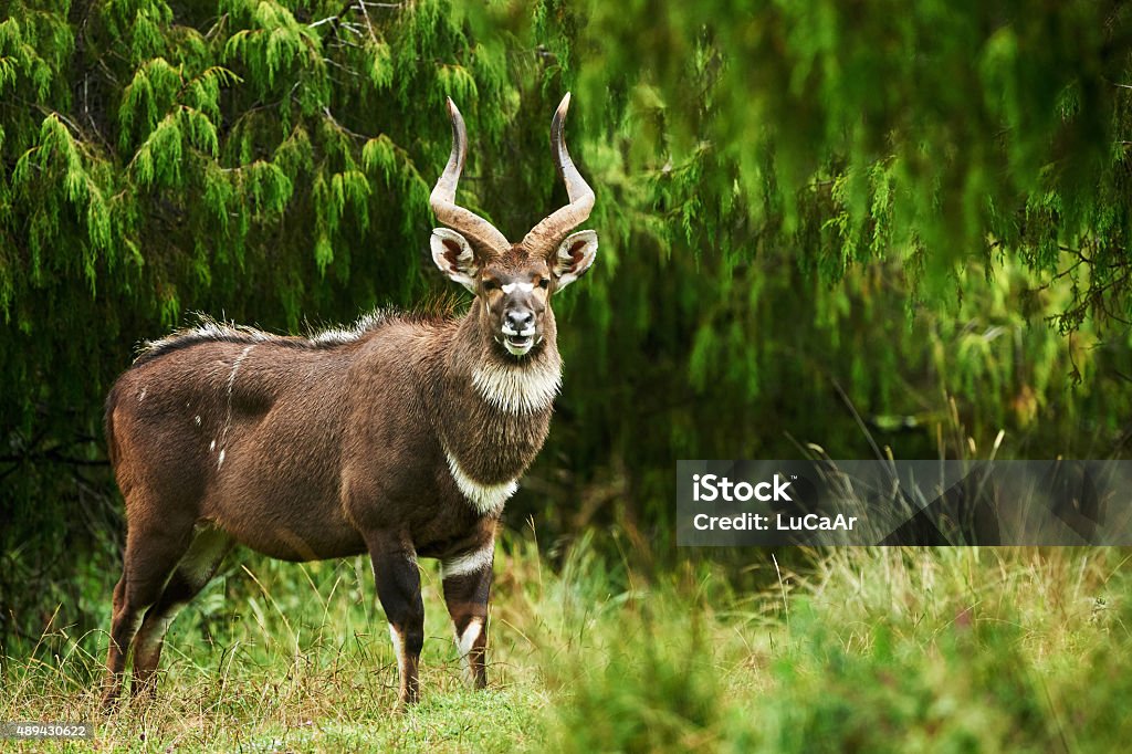 Mountain Nyala Beautiful male  Mountain Nyala  photographed on Bale mountains Nyala - Antelope Stock Photo